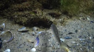 Atherina pontica, Karadeniz büyük ölçekli kum kokuyordu, Ukrayna. Karadeniz'de gece hayatı.