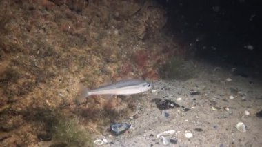 Atherina pontica, Karadeniz büyük ölçekli kum kokuyordu, Ukrayna. Karadeniz'de gece hayatı.