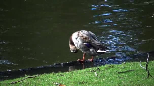 Mallard Pato Salvaje Anas Platyrhynchos Pato — Vídeo de stock