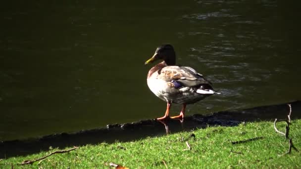 Die Gemeine Ente Tadorna Tadorna Ist Eine Wasservögelart Der Gattung — Stockvideo