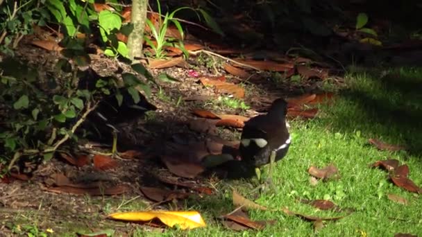 Den Gemensamma Hönan Gallinula Chloropus Även Känd Som Vattenhönan Och — Stockvideo