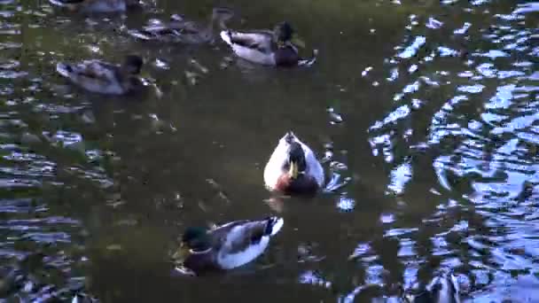 Mallard Wild Duck Anas Platyrhynchos Dabbling Duck — Stock Video