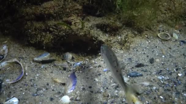 Atherina Pontica Mar Nero Sentore Sabbia Larga Scala Ucraina Vita — Video Stock