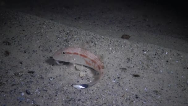 Морська Риба Червона Мула Mullus Barbatus Лежить Дні — стокове відео