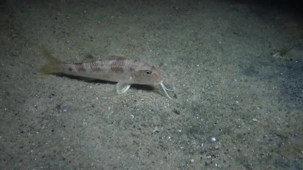 Sea Fish Red Mullet Mullus Barbatus Lies Bottom — Stock Video