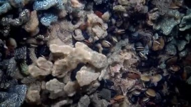 Yavaş hareket eden, tozaltı nesneler üzerinde yetişen bir koloni ascidian tulumlular yıldız ascidian veya altın yıldız tulumlular, olarak bilinen Botryllus schlosseri olduğunu