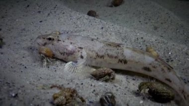 Deniz kabukları ile kaplı alt üzerinde Rus kamçısı kaya balığı (Mesogobius batrachocephalus) yalan balık