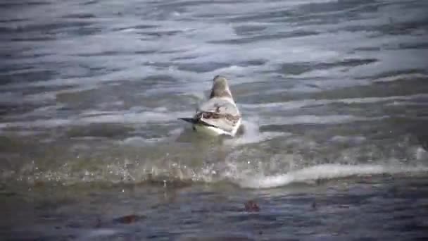 Sjöfåglar Mås Stranden Storm Svarta Havet Odessa Bay — Stockvideo