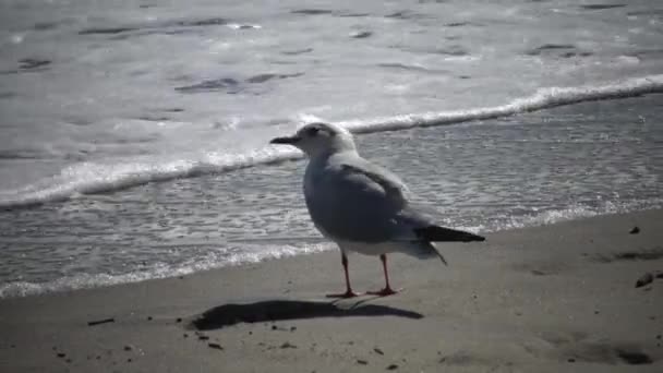 Aves Marinas Una Gaviota Orilla Durante Una Tormenta Mar Negro — Vídeos de Stock