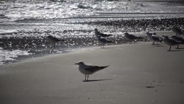 Aves Marinas Una Gaviota Orilla Durante Una Tormenta Mar Negro — Vídeo de stock