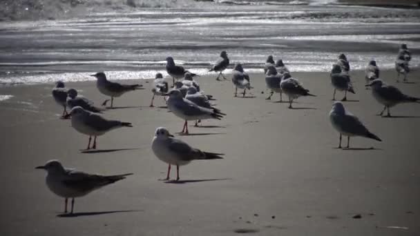 Mořských Ptáků Racek Břehu Během Bouře Černé Moře Oděsa Bay — Stock video