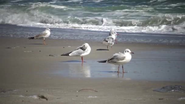 Ptaków Mewy Brzegu Podczas Burzy Morze Czarne Odessa Bay — Wideo stockowe