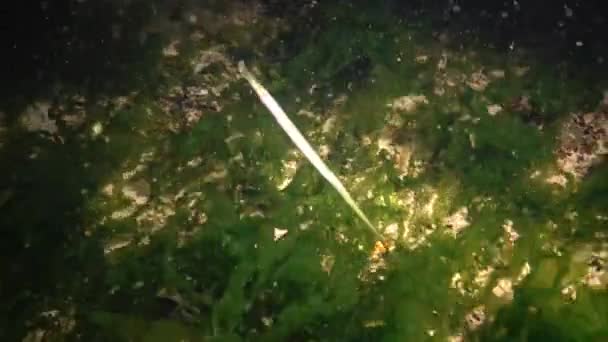 Deniz Yosunu Çalılıkları Içinde Siyah Çizgili Pipefish Syngnathus Abaster — Stok video