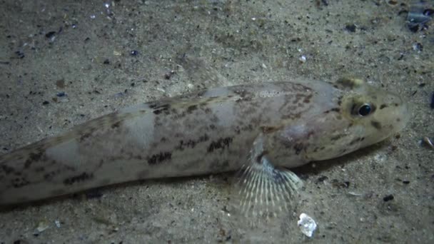 Peces Marinos Knout Goby Mesogobius Batrachocephalus Encuentra Fondo Cubierto Conchas — Vídeos de Stock