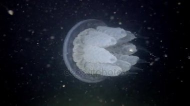 Su sütunu, orta atış varil denizanası (Rhizostoma pulmo) yüzüyor.