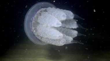 Su sütunu, orta atış varil denizanası (Rhizostoma pulmo) yüzüyor.