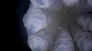 Su sütunu, orta atış varil denizanası (Rhizostoma pulmo) yüzüyor.