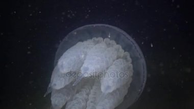 Su sütunu, orta atış varil denizanası (Rhizostoma pulmo) yüzüyor.