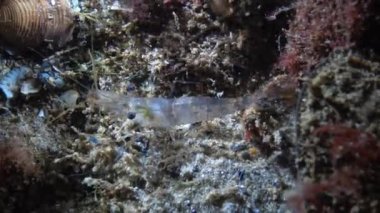 Karides taşı sarayı. Palaemon elegans, gece video görüntüleri