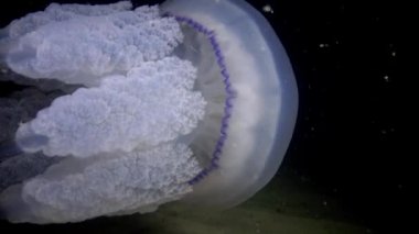 Kumlu sahilde haddeleme deniz, dalgalar ve beyaz köpük, güçlü bir fırtına