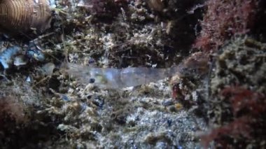 Karides taşı sarayı. Palaemon elegans, gece video görüntüleri