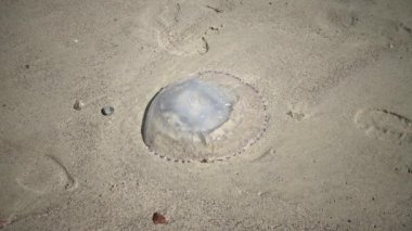 Rhizostoma pulmo, ölü denizanası, karaya fırtına, deniz köpüğü sırasında atılmış. Karadeniz, Odessa Bay