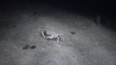 Liocarcinus holsatus bazen Yengeç uçan yaygın olarak bilinen adıyla,. 