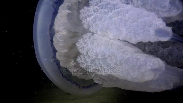 Βαρέλι μέδουσες (Rhizostoma pulmo) κολυμπάει στη στήλη νερού, μεσαίο πλάνο. — Αρχείο Βίντεο