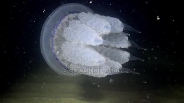 Баррель медузы (Rhizostoma pulmo) плавает в водяной столб, средний выстрел . — стоковое видео