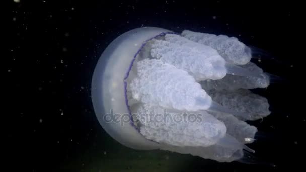 桶式水母 (Rhizostoma pulmo) 在水柱中游泳, 中枪. — 图库视频影像