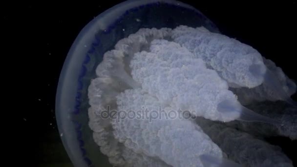 Barrel jellyfish (Rhizostoma pulmo) swims in the water column, medium shot. — Stock Video
