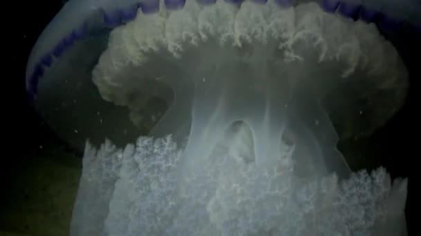 Barrel jellyfish (Rhizostoma pulmo) swims in the water column, medium shot. — Stock Video