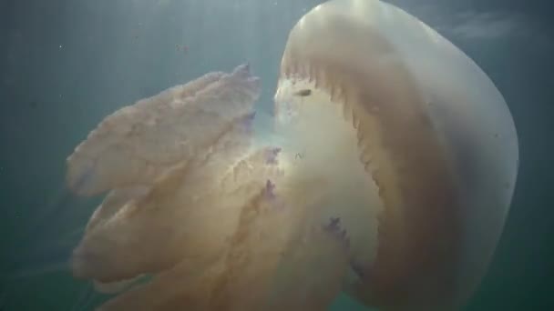 Hordó medúza (Rhizostoma pulmo) úszik a víz oszlopban, közepes lövés. — Stock videók