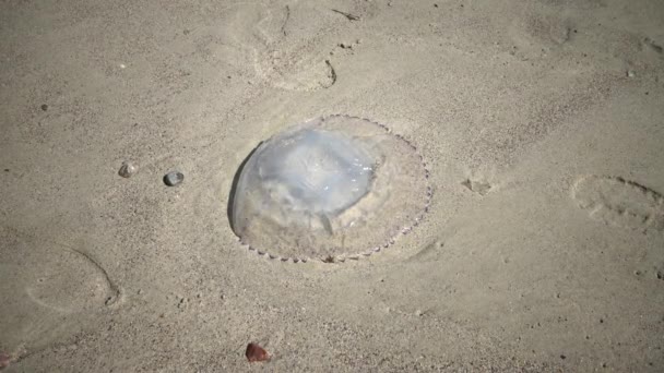 Rhizostoma Pulmo Medusas Mortas Jogadas Terra Durante Uma Tempestade Espuma — Vídeo de Stock