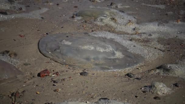 Rhizostoma Pulmo Dead Jellyfish Thrown Ashore Storm Sea Foam Black — Stock Video