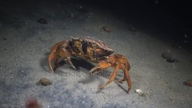 Kadın koca yeşil Yengeç (Çingene maenas) hızlı kum üzerinde çalışır