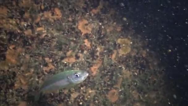 Havsfisk Taggmakrill Trachurus Trachurus — Stockvideo