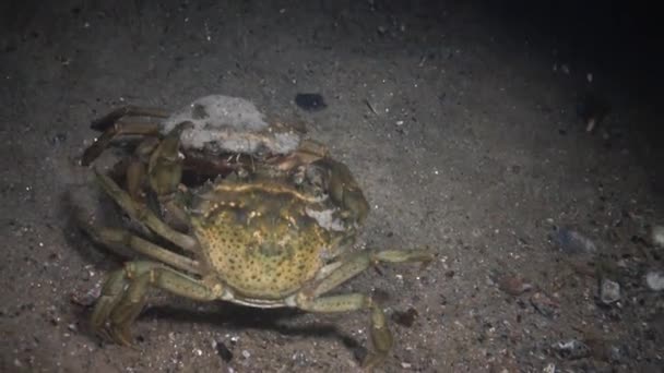 Le crabe vert (Carcinus maenas) femelle court rapidement sur le sable 