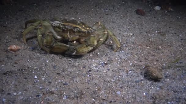 Vrouwelijke grote groene krab (Carcinus maenas) loopt snel over het zand — Stockvideo
