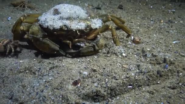 Le crabe vert (Carcinus maenas) femelle court rapidement sur le sable 