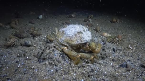 Vrouwelijke grote groene krab (Carcinus maenas) loopt snel over het zand — Stockvideo