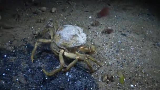 Kvinnliga stora gröna krabba (Carcinus största) kör snabbt över sanden — Stockvideo