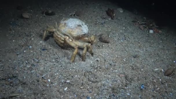 Le crabe vert (Carcinus maenas) femelle court rapidement sur le sable 