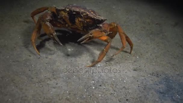Le crabe vert (Carcinus maenas) femelle court rapidement sur le sable 