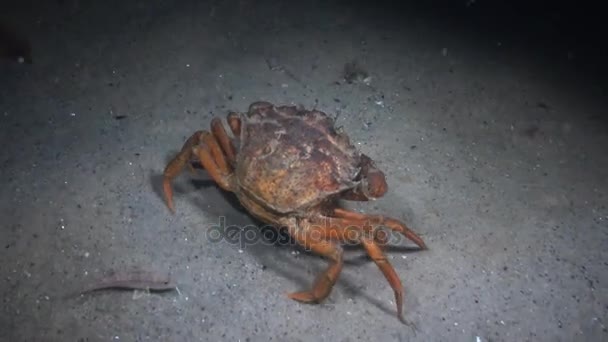 Vrouwelijke grote groene krab (Carcinus maenas) loopt snel over het zand — Stockvideo