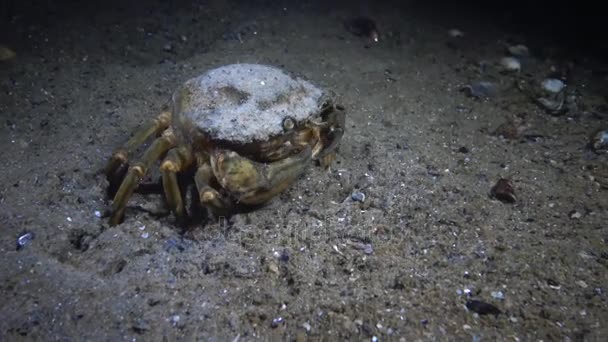 Kvinnliga stora gröna krabba (Carcinus största) kör snabbt över sanden — Stockvideo