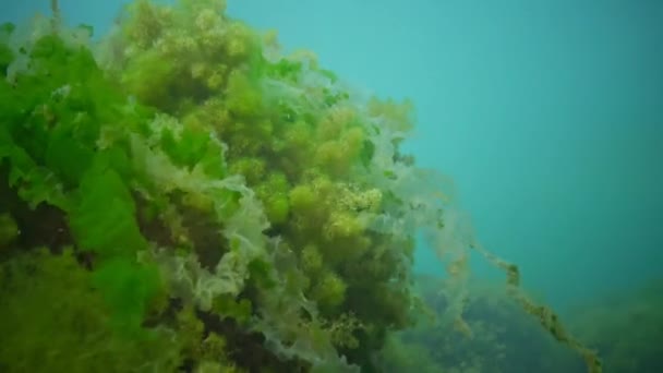 Groene Rode Algen Die Groeien Stenen Een Ondiepe Diepte Zwarte — Stockvideo