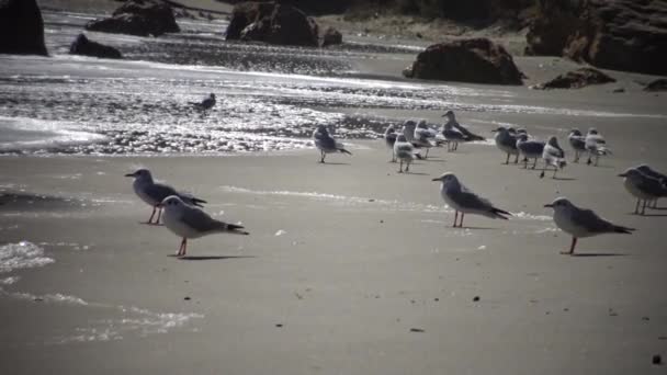 Aves Marinhas Uma Gaivota Costa Durante Uma Tempestade Mar Negro — Vídeo de Stock