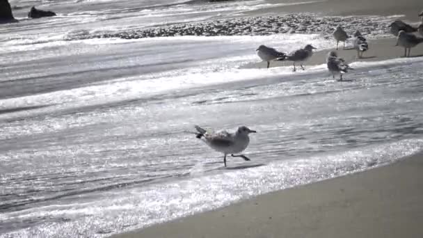 Zeevogels Van Een Zeemeeuw Het Strand Tijdens Een Storm Zwarte — Stockvideo