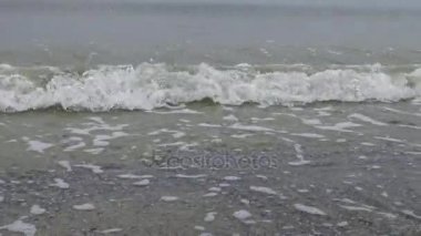 Anadara inaequivalvis - toxinler yumuşakça, Karadeniz'de, invaziv bir tür bir istilacı. Deniz Ekolojik sorun. 